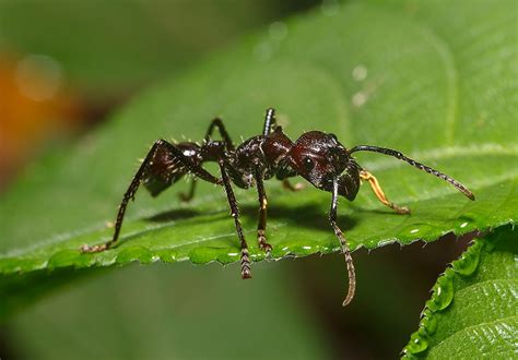 11 Insects Of The Amazon Rainforest That Must Be Seen To Be Believed ...