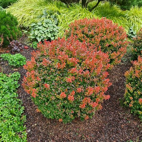 Berberis Thunbergii Admiration Find Haveplanter