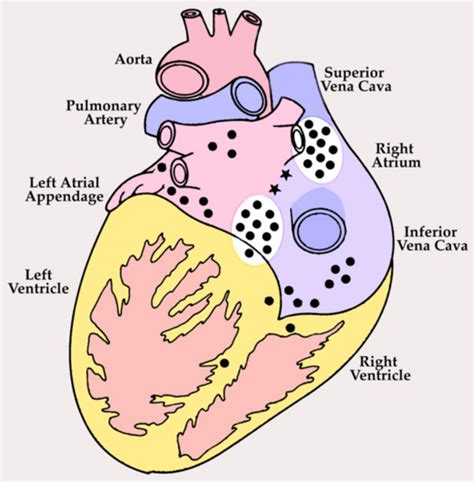 Posterior View Of Adult Human Heart Showing Distribution Of Cardiac