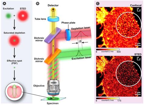 Fluorescence Microscopy Analysis Techniques at Lynell Johnston blog 