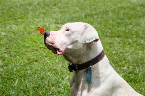 Dogo Argentino Dog Breed Characteristics And Care