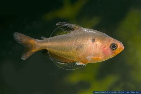 Hyphessobrycon Eques Callistus Alias Red Minor Tetra Hippocampus