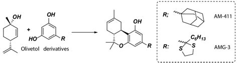 Synthesis method for THC derivatives AM-411 and AMG-3 | Download ...