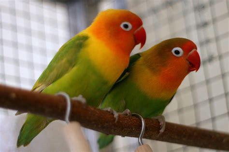 Cute Love Birds Wallpapers - Wallpaper Cave