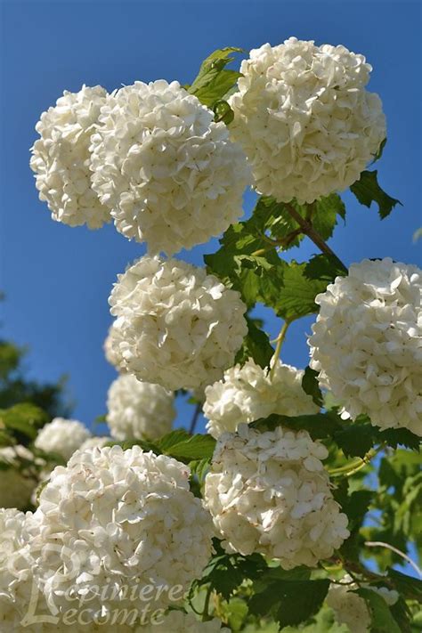 Viorne Boule De Neige