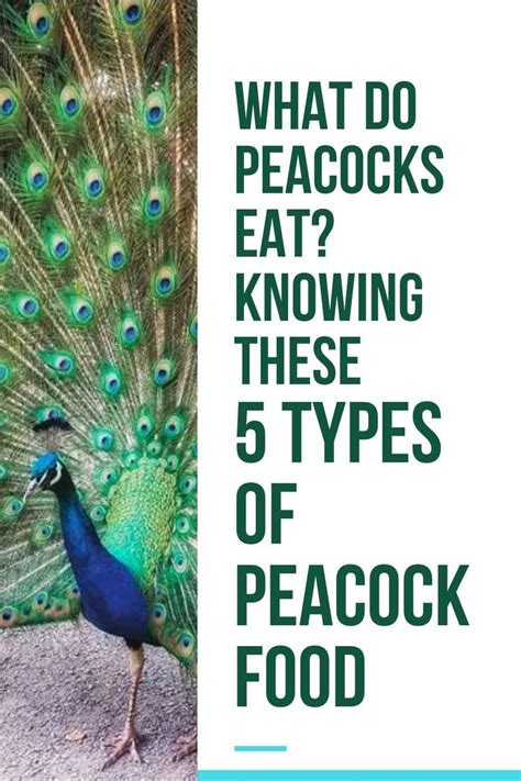 What Do Peacocks Eat Knowing These 5 Types Of Peacock Food Peacock