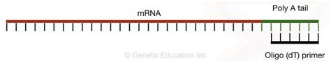 Reverse Transcription Pcr Principle Procedure Application Advantages And Disadvantages