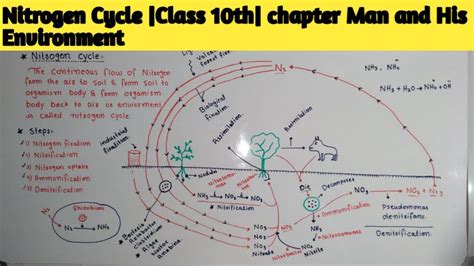 Nitrogen Cycle Grade 10