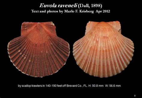 Euvola Raveneli Letstalkseashells