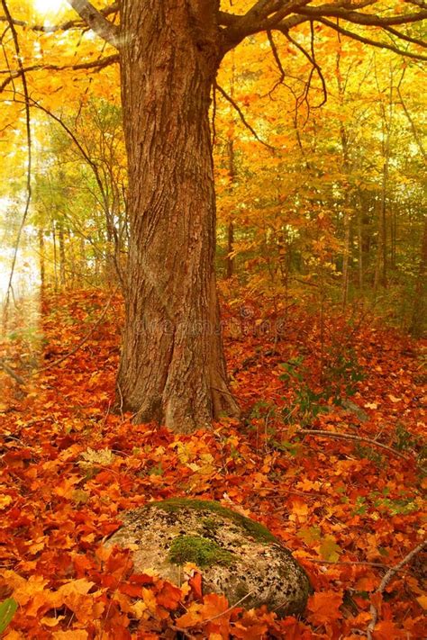 Canada fall stock photo. Image of maple, outdoors, forest - 34604072