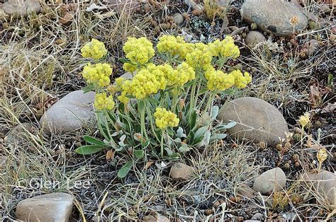 Eriogonum flavum photos Saskatchewan Wildflowers