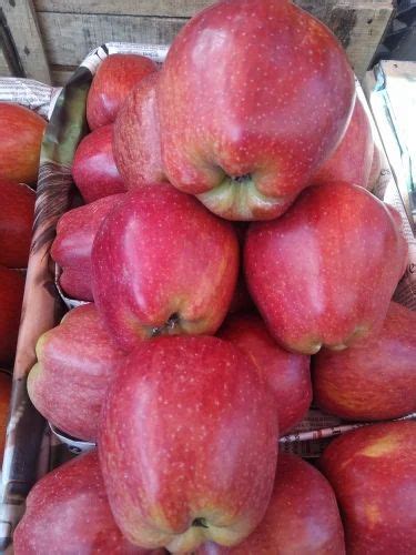 Kashmiri Apple - Kashmir at Rs 75/kg in New Delhi | ID: 20405448091