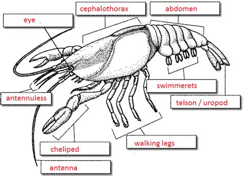 Dissection Of Crayfish Worksheet Crayfish Dissection Docx