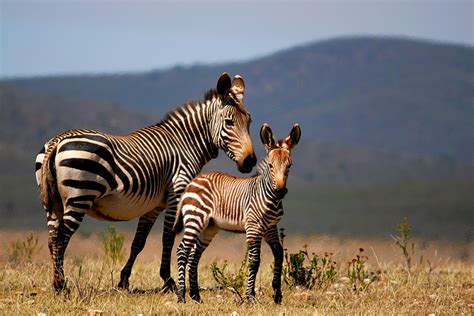 Zebras In Africa