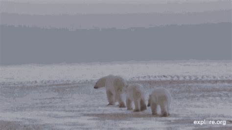 WATCH LIVE CAM: Annual Polar Bear Migration - EcoWatch