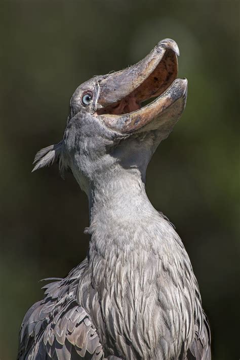 Shoebill Stork | Shoebill, Shoebill stork, Shoebill bird