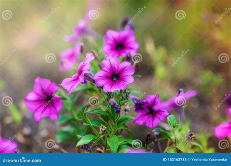 Florescem As Flores Cor De Rosa No Canteiro De Flores Imagem De Stock