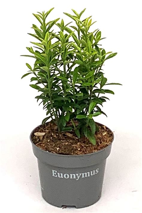 Euonymus Japonicus Microphyllus Aureovariegatus — Plant Wholesale Floraccess