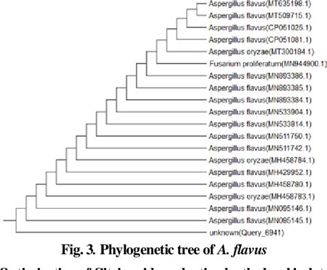 Figure 3 From Citric Acid Production By Aspergillus Flavus Using