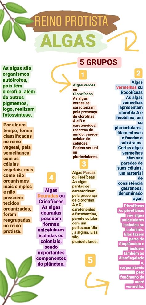 Reino Das Algas - Reino Protista: Algas | Algas resumo biologia, Reino protista resumo ...