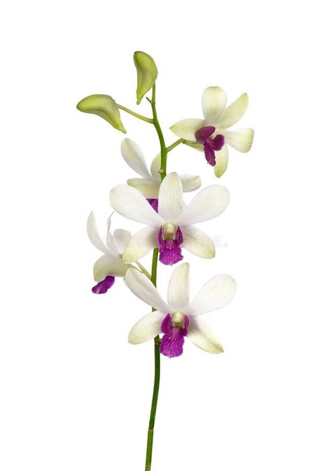 White Orchid on White Background Stock Image - Image of seedling, flower: 175528819