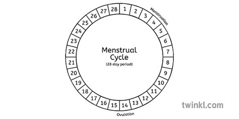 Menstrual Cycle Labelled Black And White Illustration Twinkl Nbkomputer