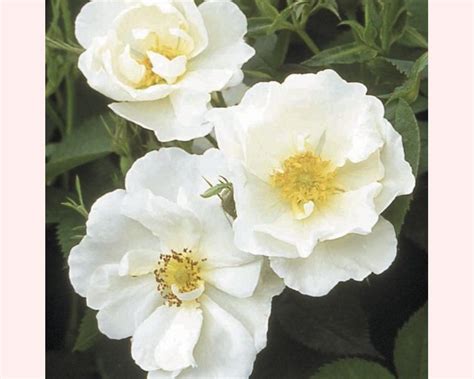 Heirloom Roses - Old Sheep Meadows Nursery