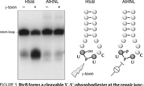 Figure From Rtcb Is The Rna Ligase Component Of An Escherichia Coli