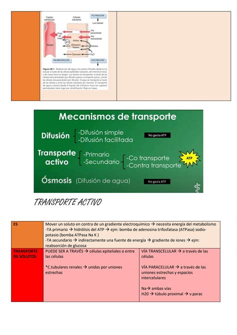 SOLUTION Resumen De Fisiolog A Seg N Guyton Sobre Reabsorci N Secreci