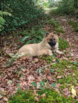 Courbe De Croissance Du Chiot Tao Eurasier M Le