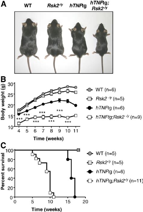 The Human Tnf Transgenic Mice Lacking Rsk2 Htnf Tg Rsk2 2 Y Download Scientific Diagram