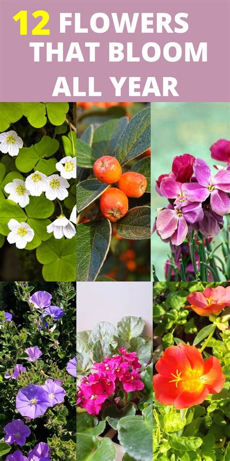 Flowers That Bloom All Year Round In All Year Round Plants