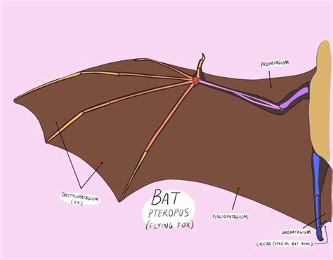 Parts Of A Bats Wing Printable Templates Free