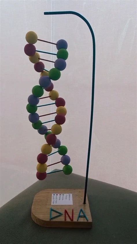 Maquete Dna Estrutura Do Dna Maquete Dna Modelo De Dna