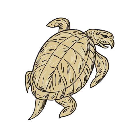 Ridley Turtle Drawing Vector Art At Vecteezy