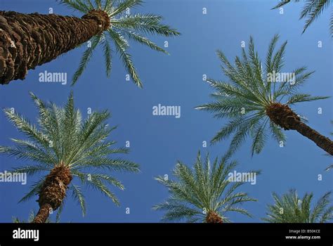 Palm Trees California Palm Tree S Ca Fan Palm Native California Palm