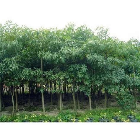 Alstonia Scholaris Tree at Rs 50/piece | Herb Plants in Bhopal | ID ...