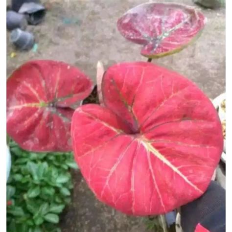 Umbi Caladium Red Majestik Keladi Hias Hybrid Import Thailand