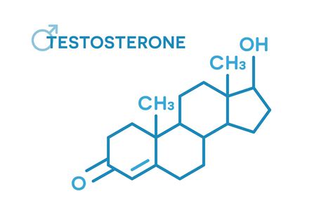 Testosterona Qué Es Y Cuáles Son Sus Funciones Mejor Con Salud