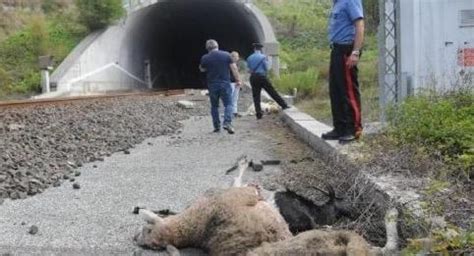 Treno Investe Gregge Sui Binari Disagi Traffico Ferroviario ZMEDIA