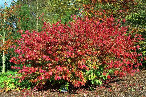 Burning Bush Euonymus Alatus Photograph By Neil Joyscience Photo Library Fine Art America