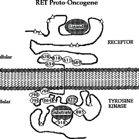 Diagram Of RET Gene Product Showing Location Of Germ Line Mutations