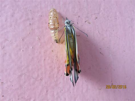 Pupa Of Common Jezebel Butterfly Project Noah