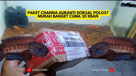 Paket Channa Auranti Dorsal Polos Beli Auranti Dishopee Cuma 30 Rban