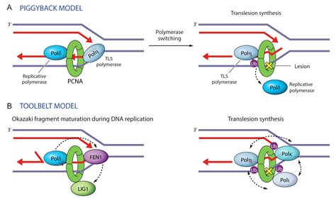 Genes Free Full Text Maneuvers On Pcna Rings During Dna Replication