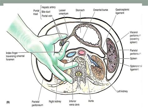 Abdominal Cavity 1 Online Presentation