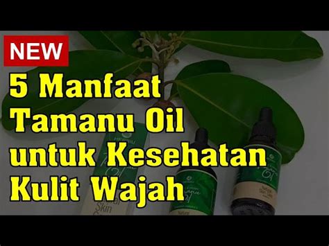 Temukan Manfaat Minyak Tamanu Untuk Wajah Yang Jarang Diketahui Biotifor