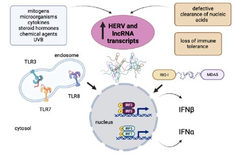 Cascade Of Events Triggered By Ncrnas Leading To Type I Ifn Response In