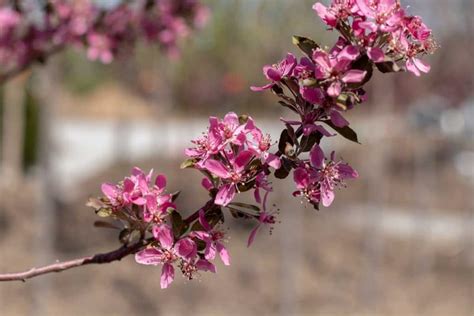 Crabapple Purple Prince Tree Top Nursery And Landscape Inc