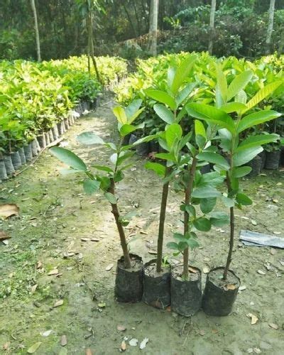 Full Sun Exposure Green Thai Pink Guava Plant For Fruits At Rs